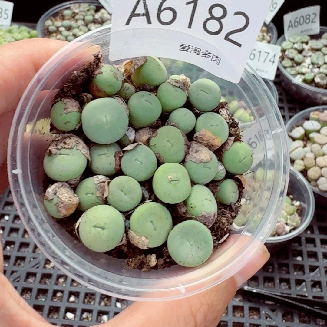 6182—生石花 生石花