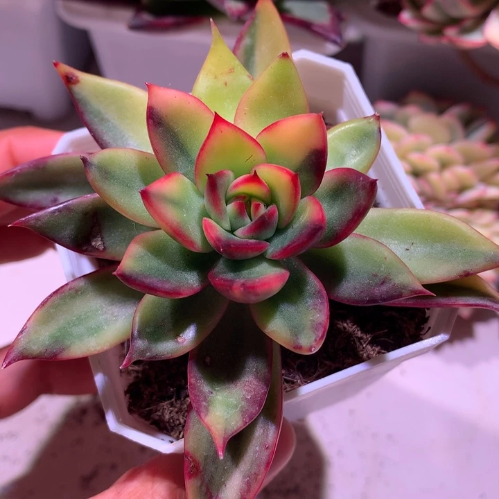 野马东云锦拉丝锦