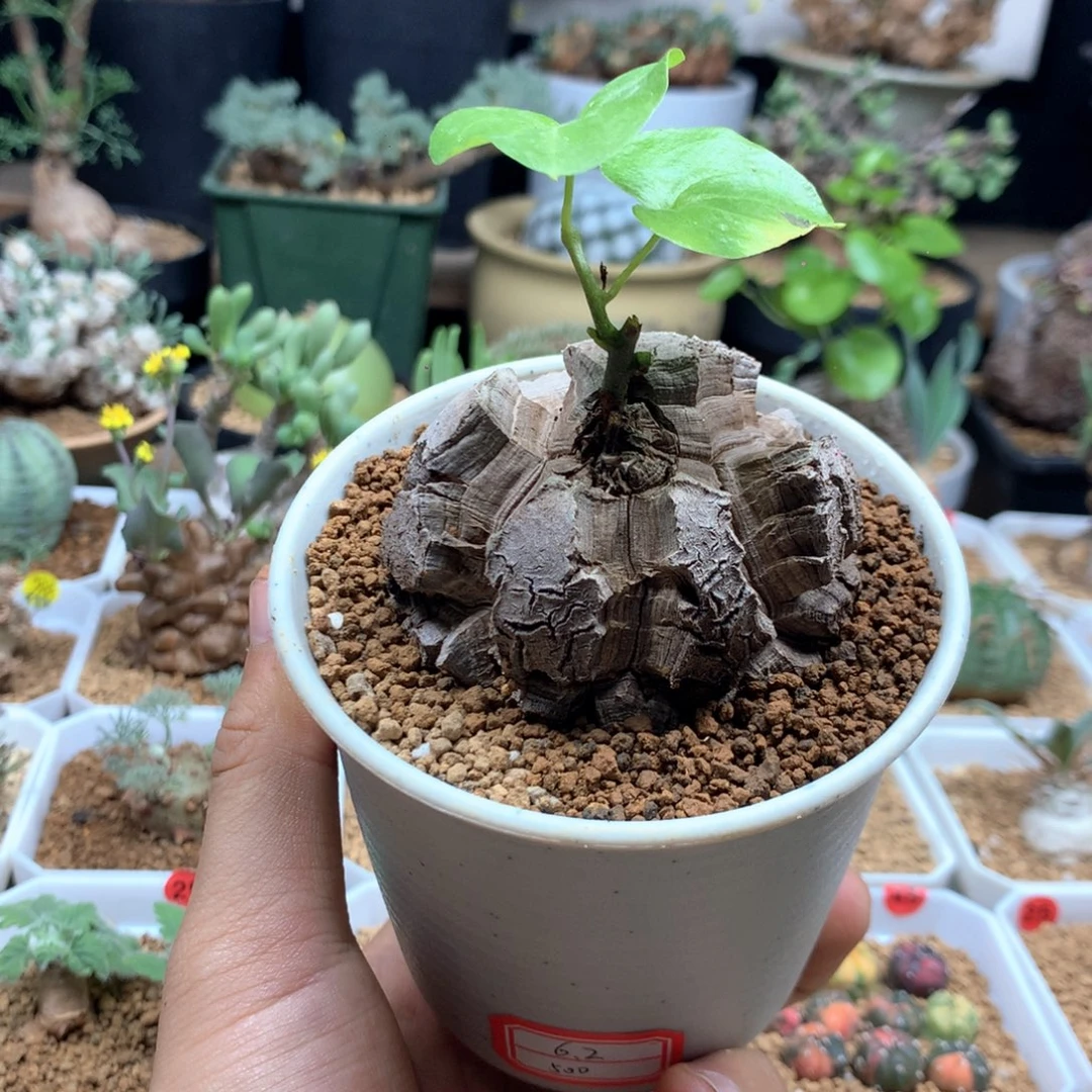 精品南非龟甲龙带盆发货