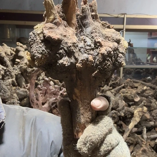 香榧木跳**恼火琉璃的故事毛看看