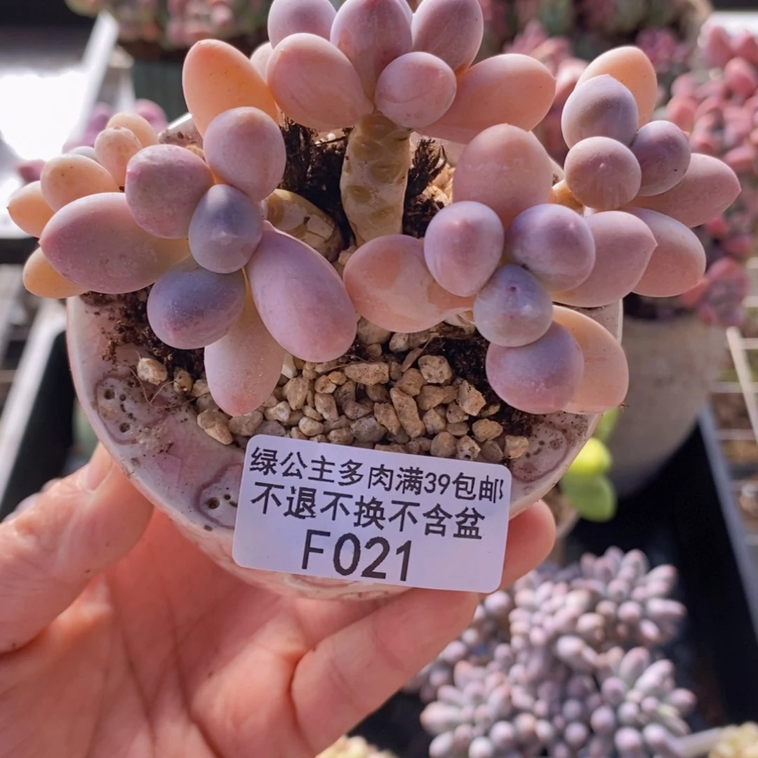 香水手指奶老桩9cm021多肉植物