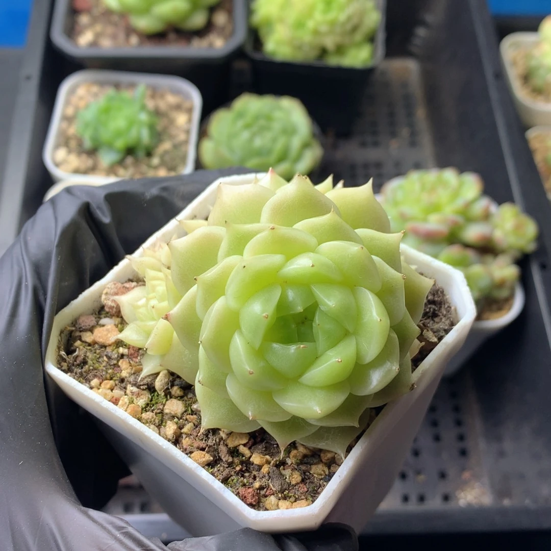 58包邮  群生不包整 95