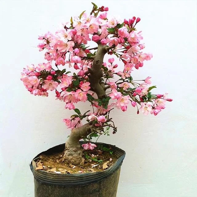 【土球发货嫁接】垂丝海棠小盆景土球发货