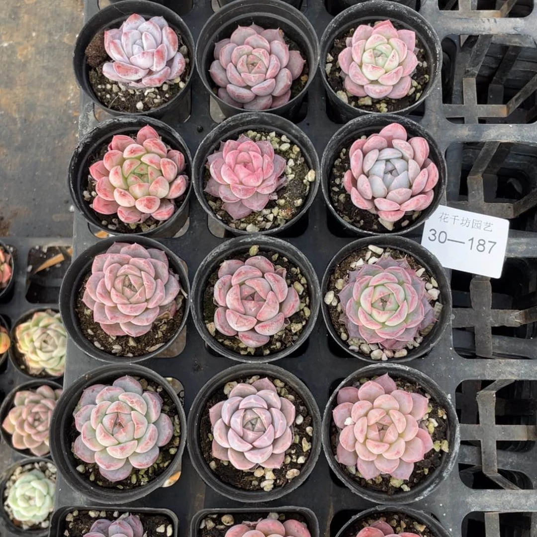 一物一拍18颗30-187