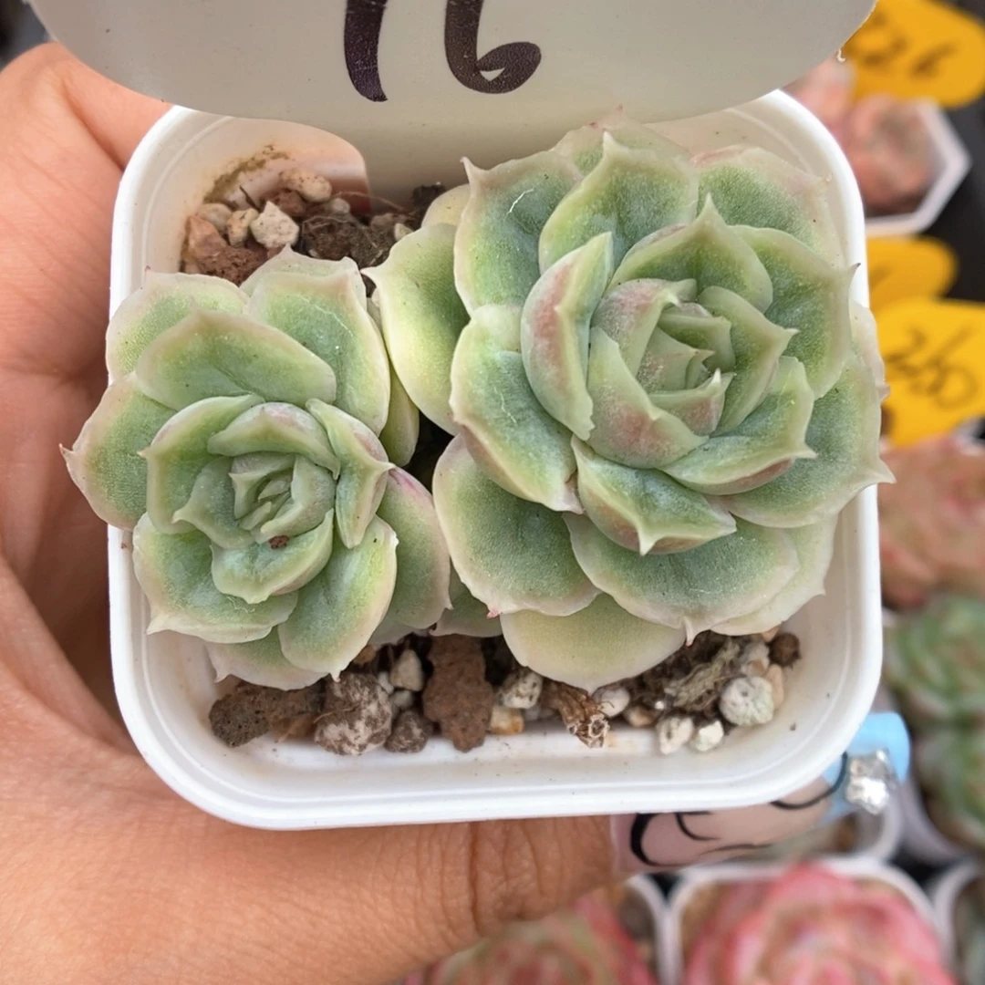 水晶虾饺16号。