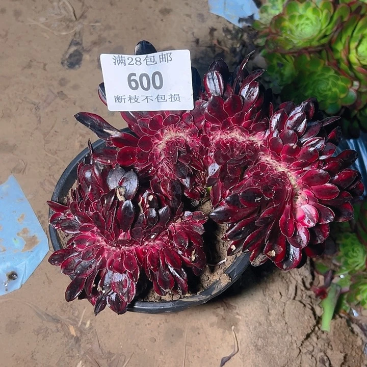 存*姐600香奈尔缀多肉植物2号