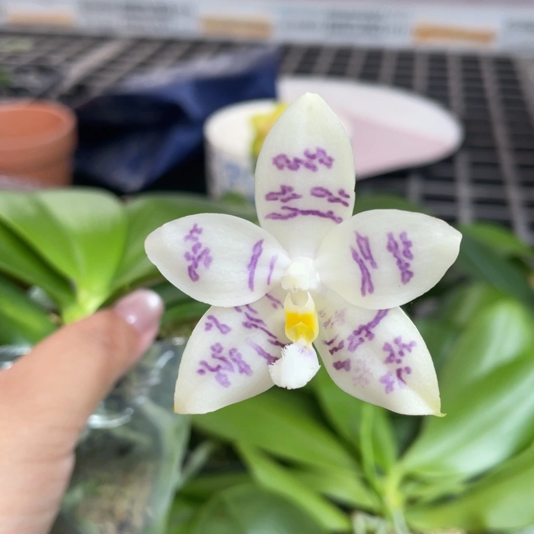 完全开放漏111111122222