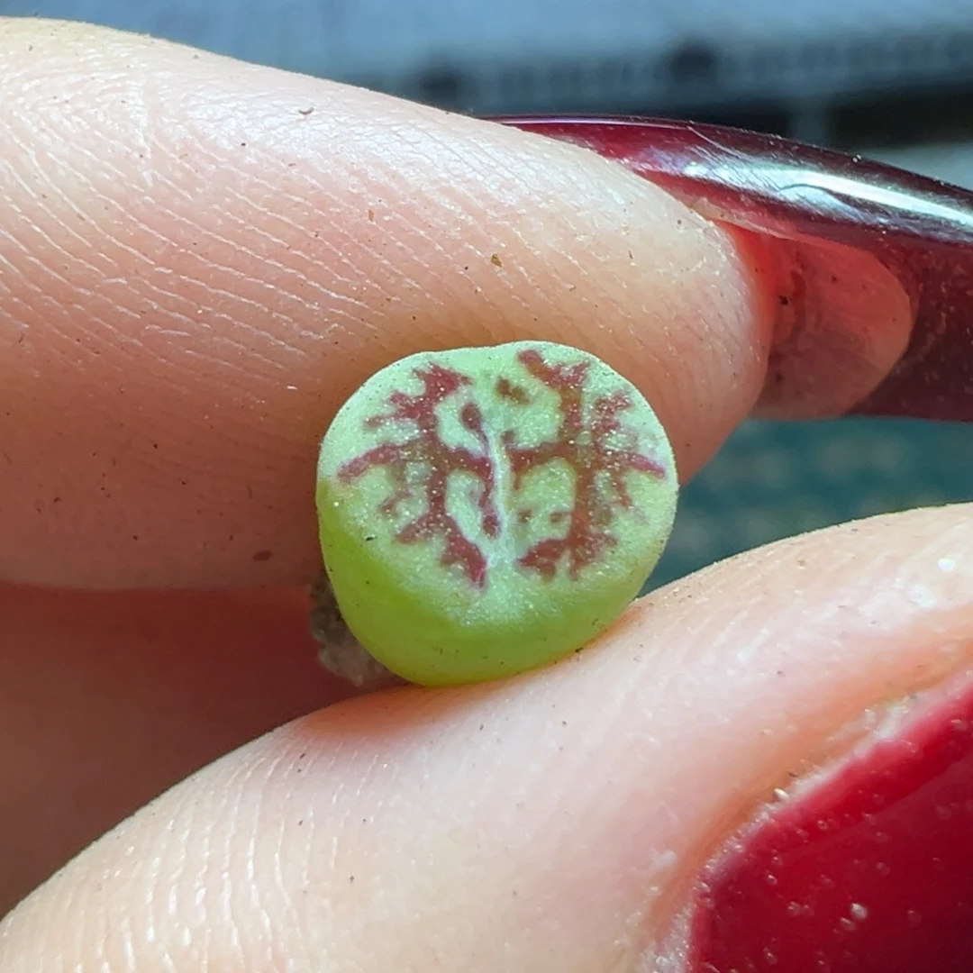火焰大圣杂多肉植物