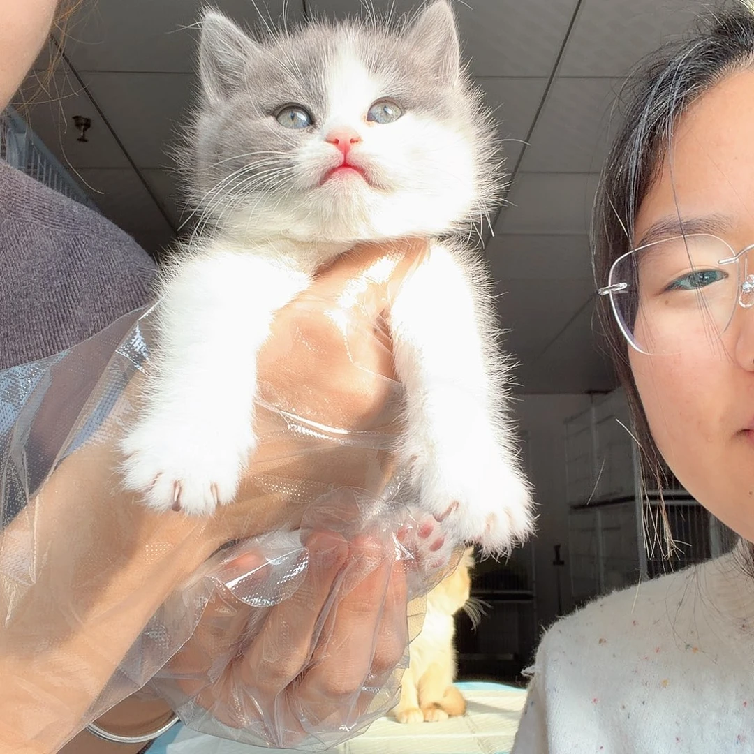 英短蓝白妹妹母猫