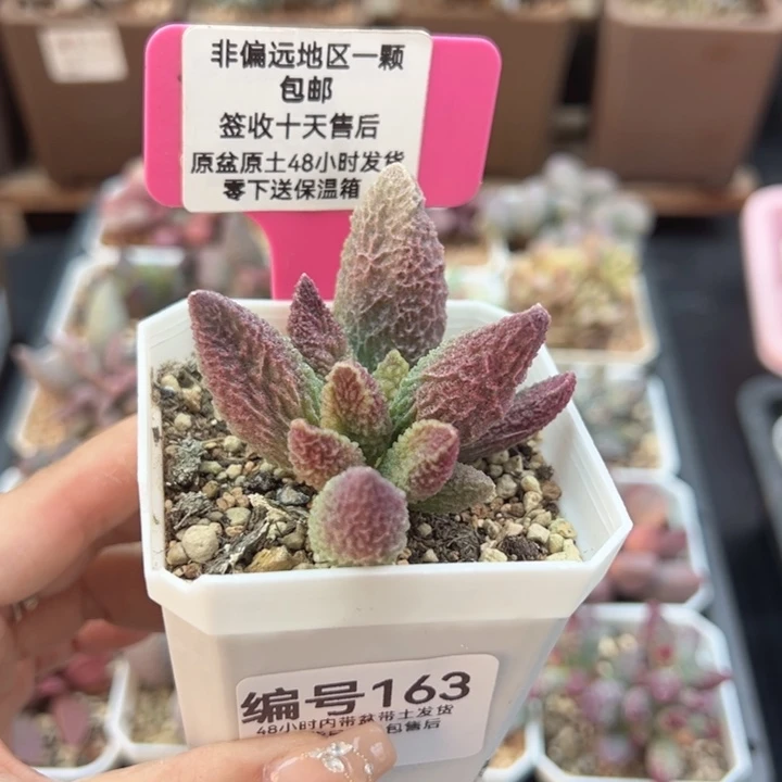 163苍龙多肉植物