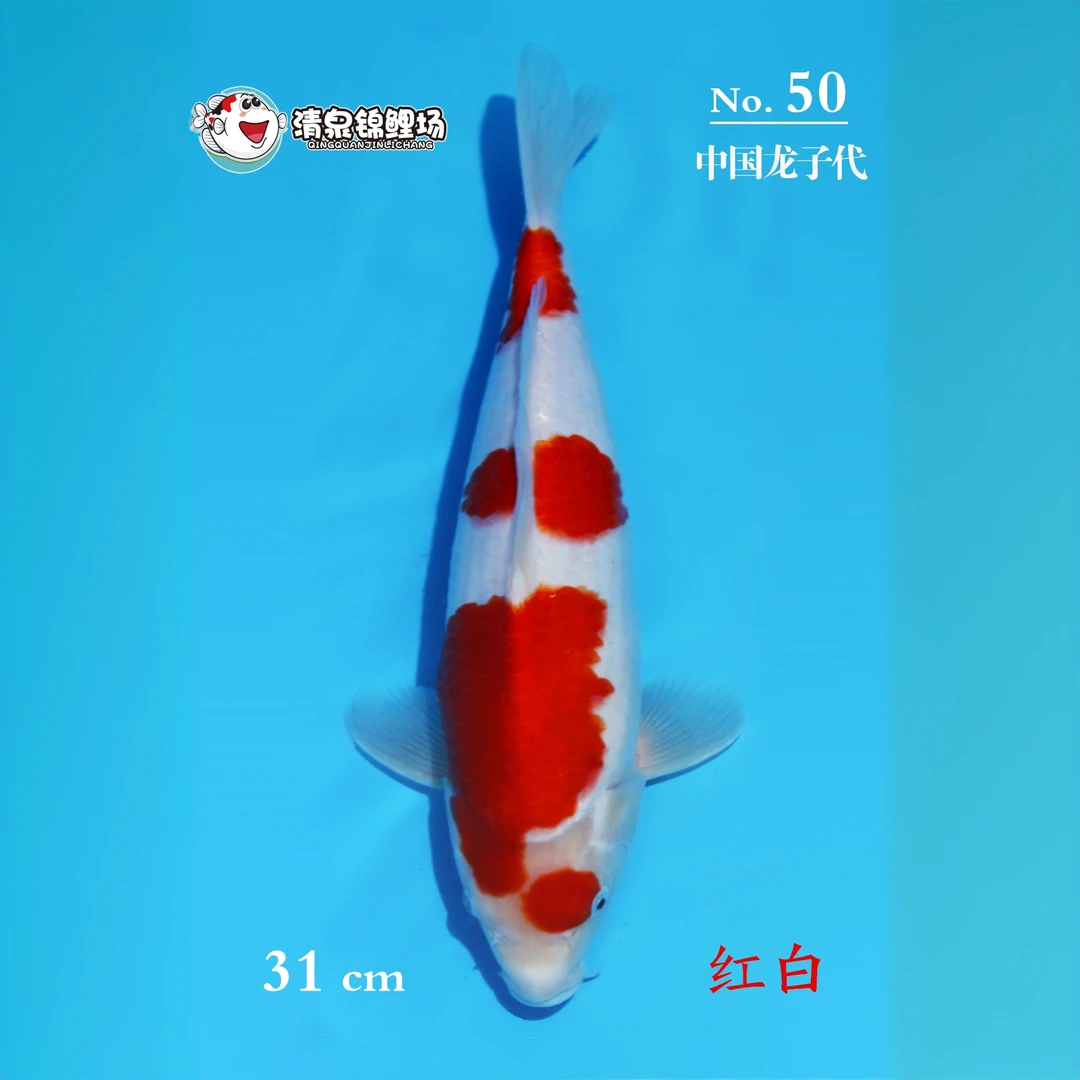 清泉锦鲤 第二次冬季水泥池寄养 中国龙子代 红白50号