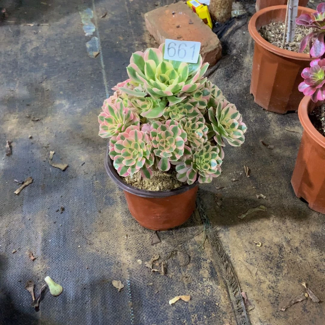 人****。661多肉植物888888