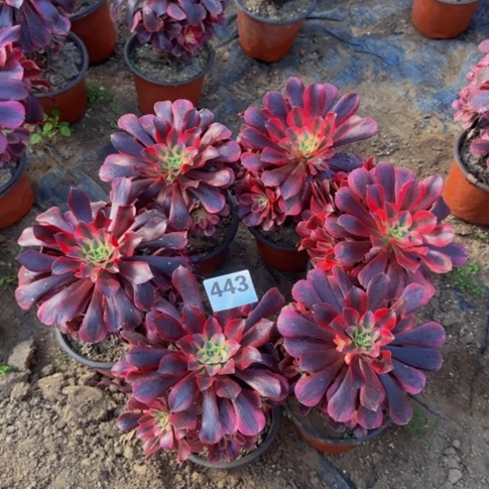 美杜莎6棵3号棚443