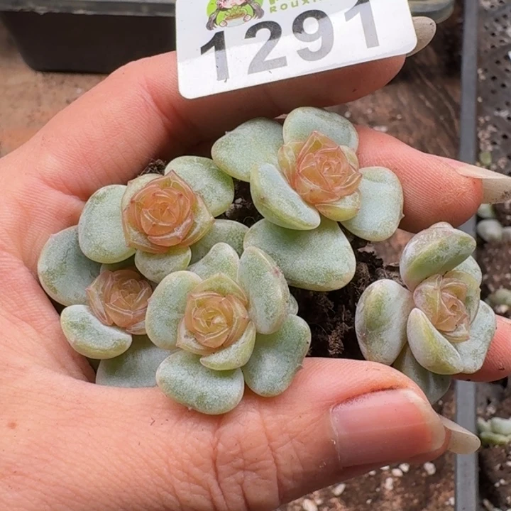 多肉植物多肉植物