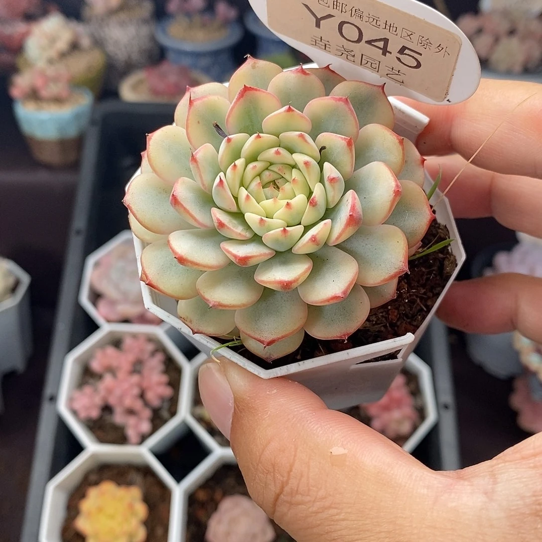 0045 蓝姬莲锦 5.5cm