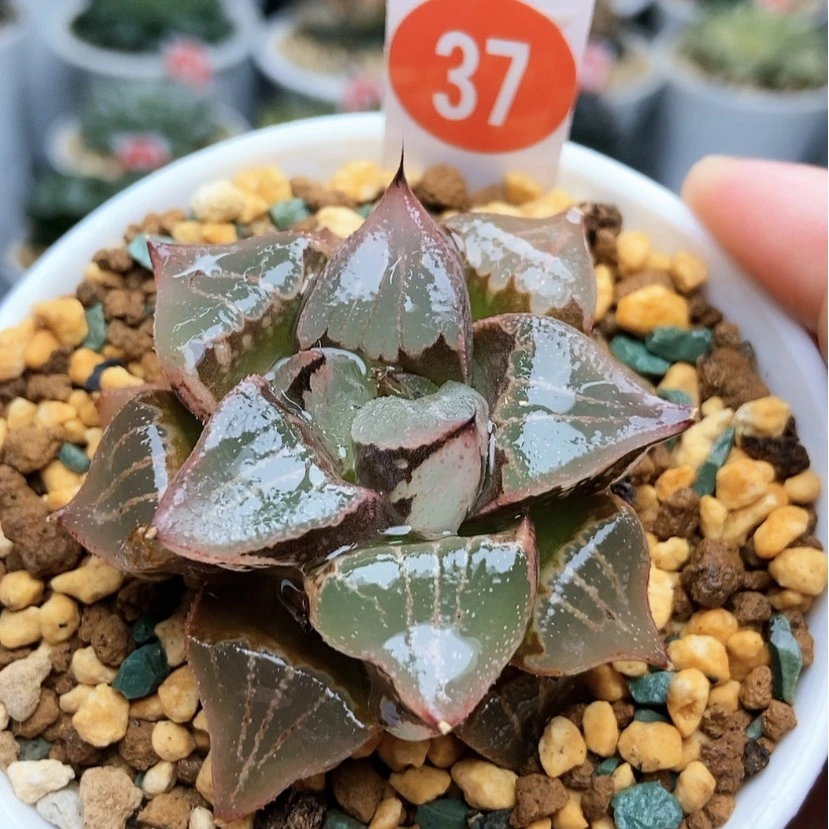 【闪购商品】37一点红