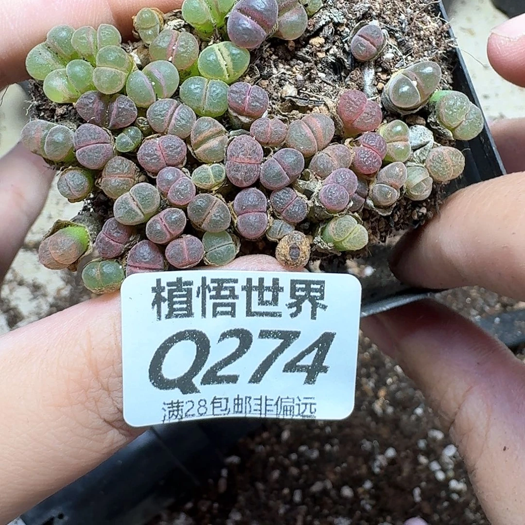 多肉植物的润泽发发
