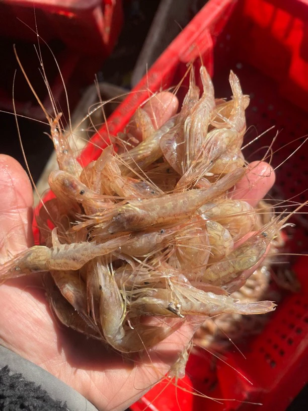 红毛虾花虾钓老板鱼专用