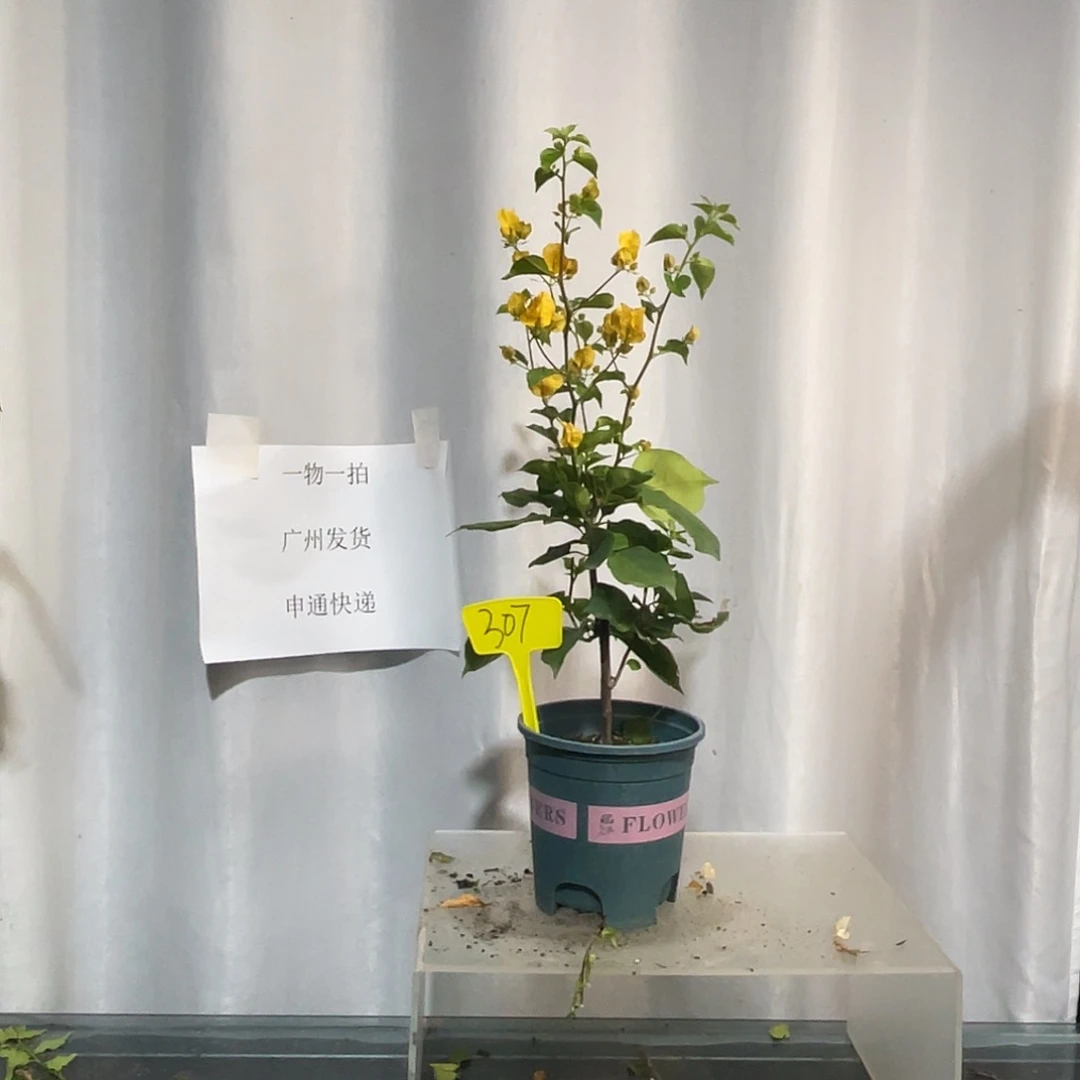 当前无花栽培后可以开花307牙签苗绿叶浅黄