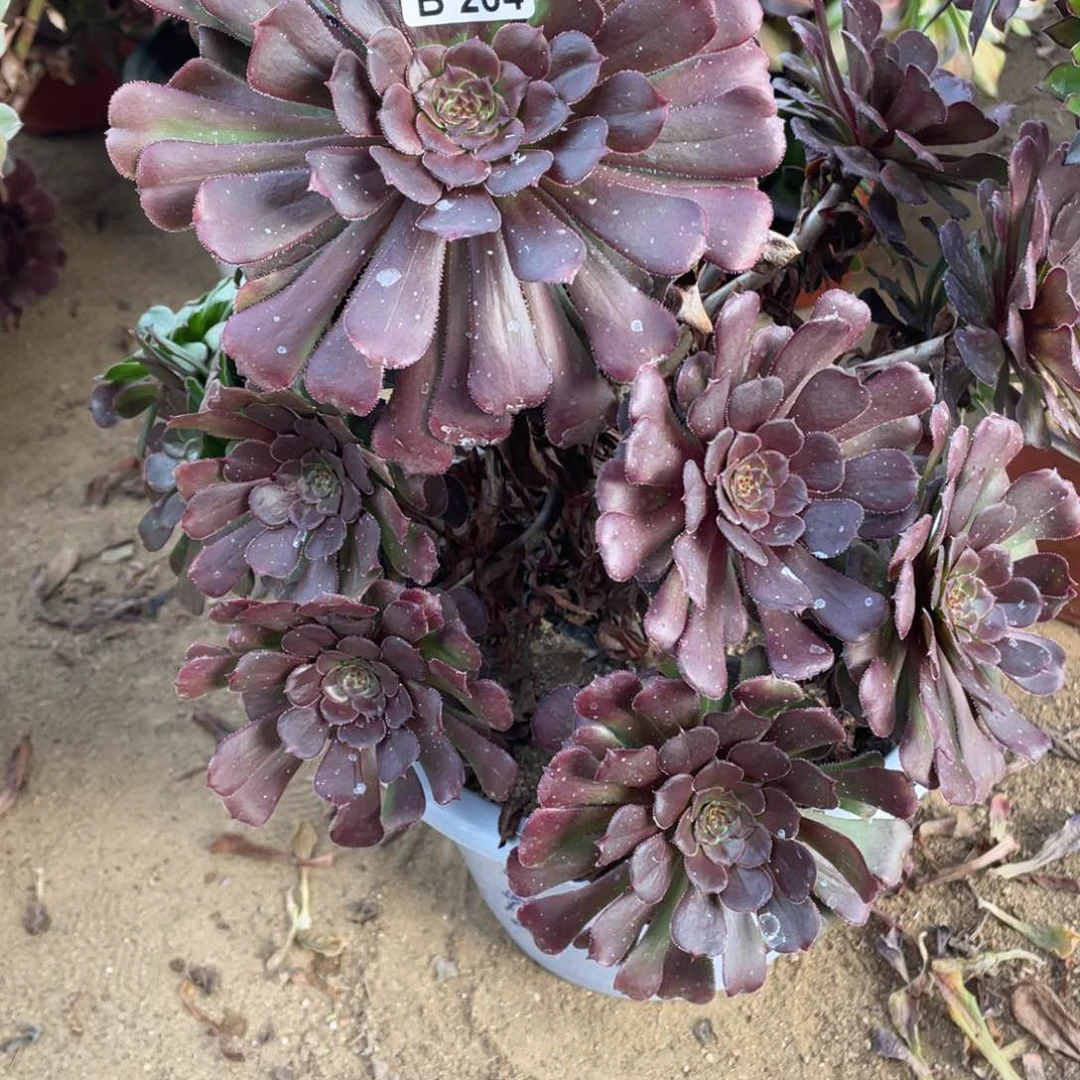 204黑暗多肉法师断枝不包