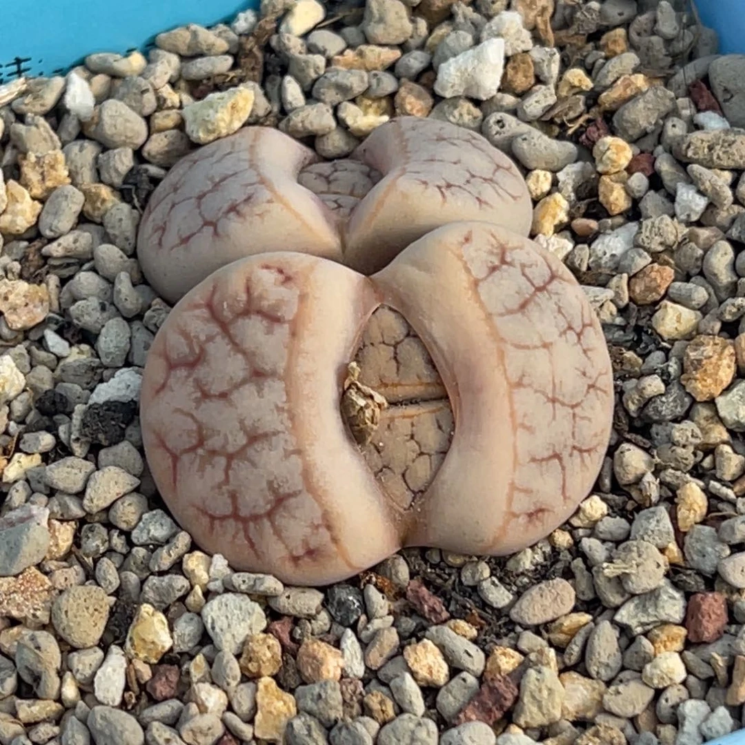 9619双头睫毛雪岚一颗