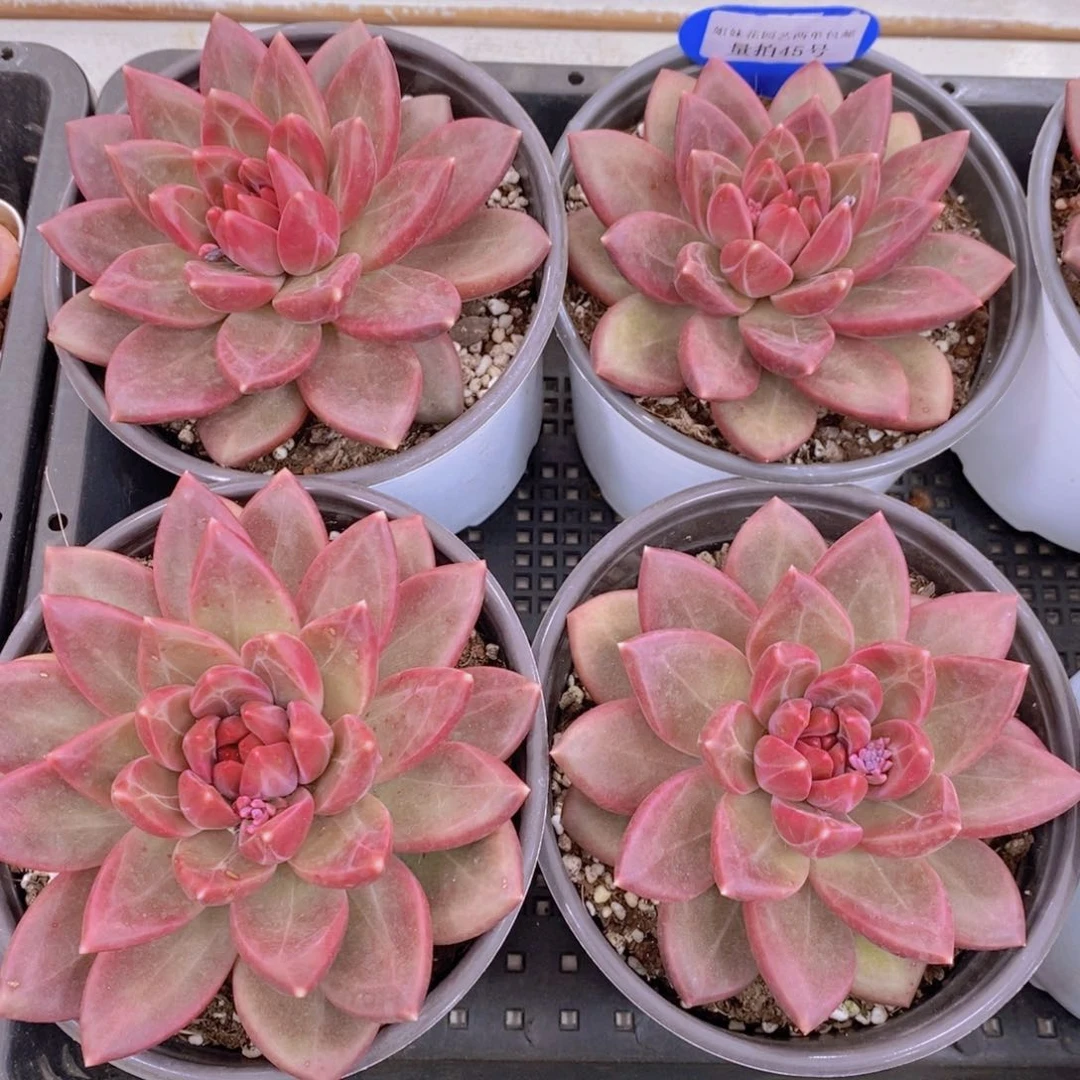 量拍45号 精品母本迷雾泡泡单头一个