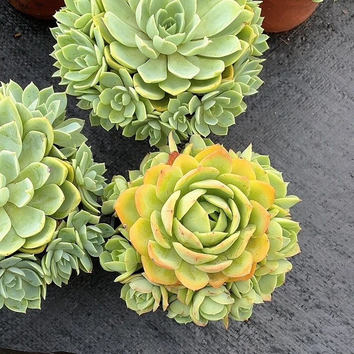 一***。桃花坞多肉植物群生