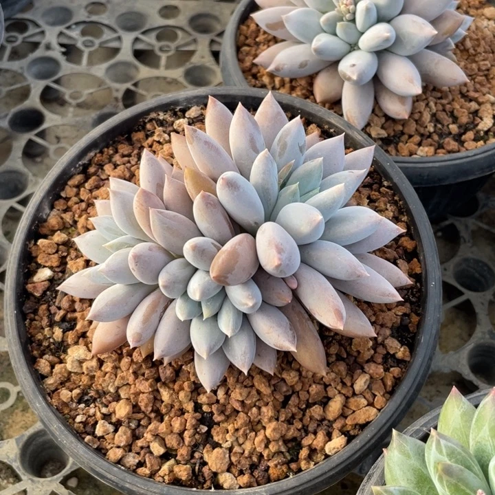 【闪购商品】彩胖哥特