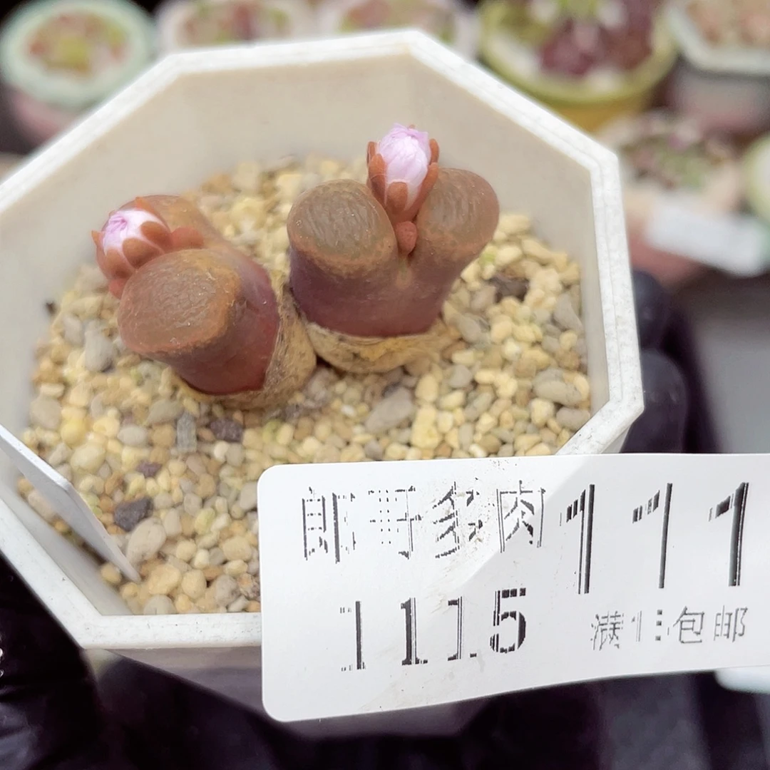 生石花满18包邮1115-111