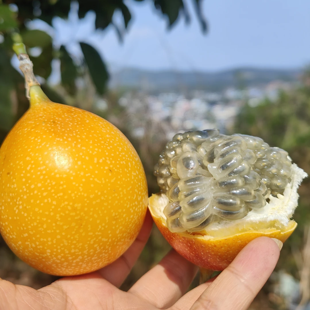 【热情果】云南西双版纳热情果新鲜纯甜无酸老树现摘新鲜水果