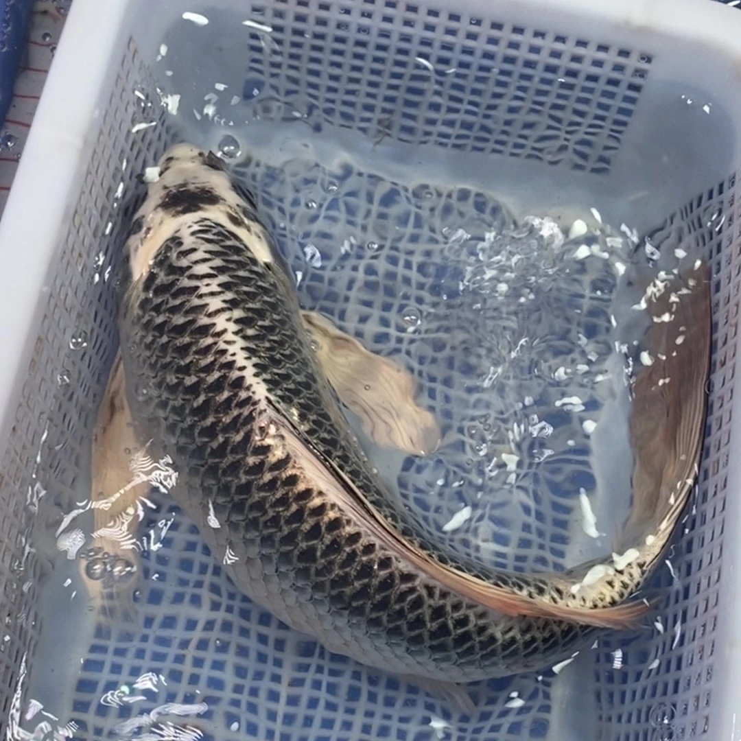 锦鲤冷水金龙包邮