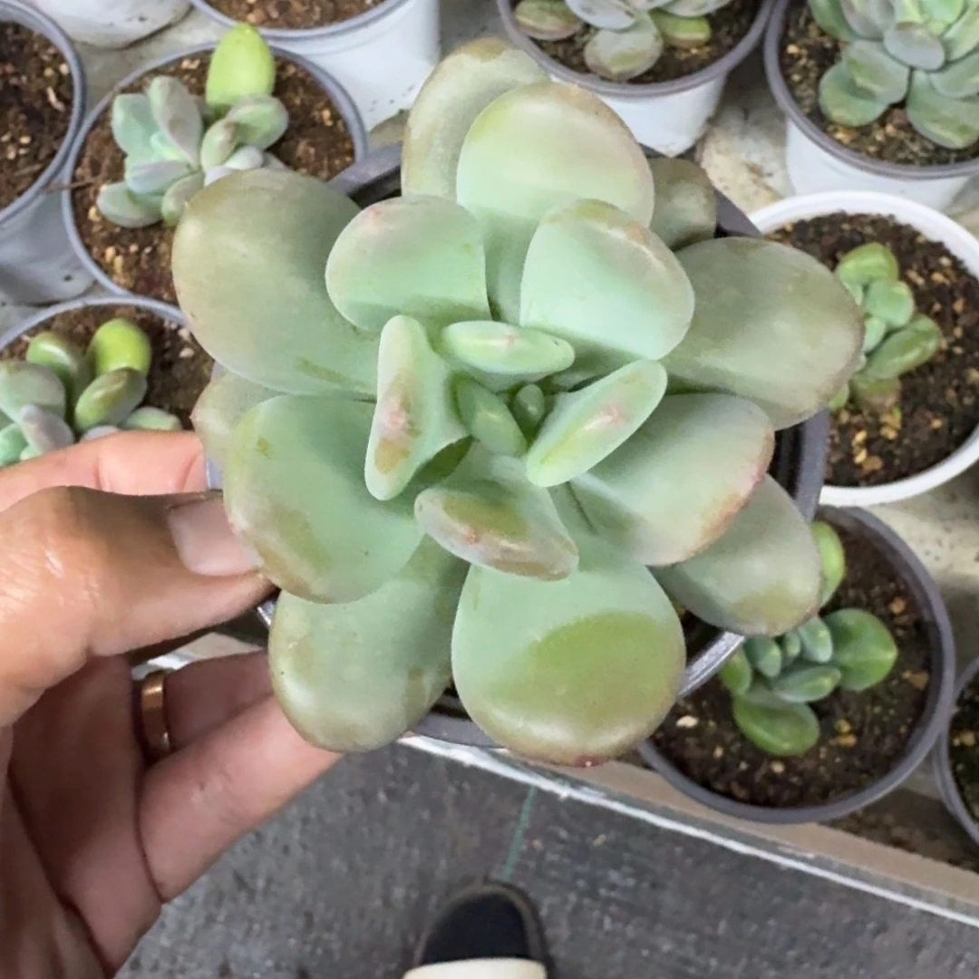 X系列美人新品 一物一拍