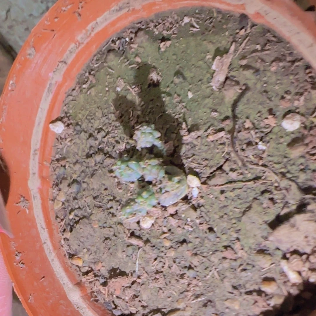 Y块根植物块根植物块根