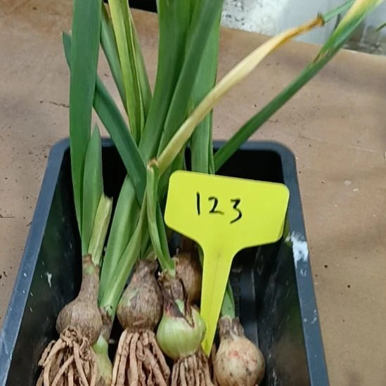 无花朵123/2+发一个