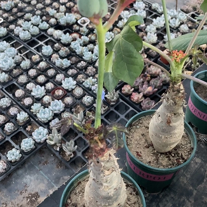 佛度海棠一颗包邮