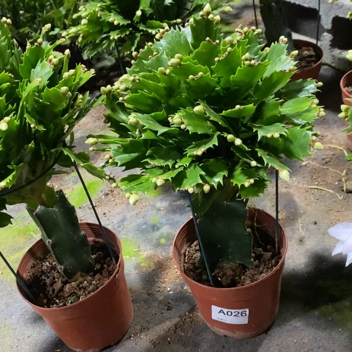 当前无花栽培后可以开花小*驴026白玛丽