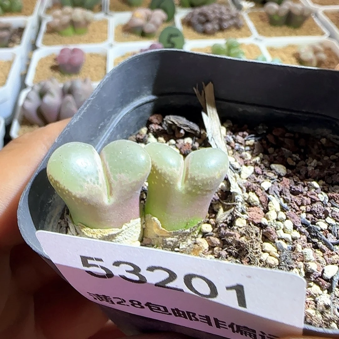 ᥫ***丁哈哈哈哈哈哈哈53201