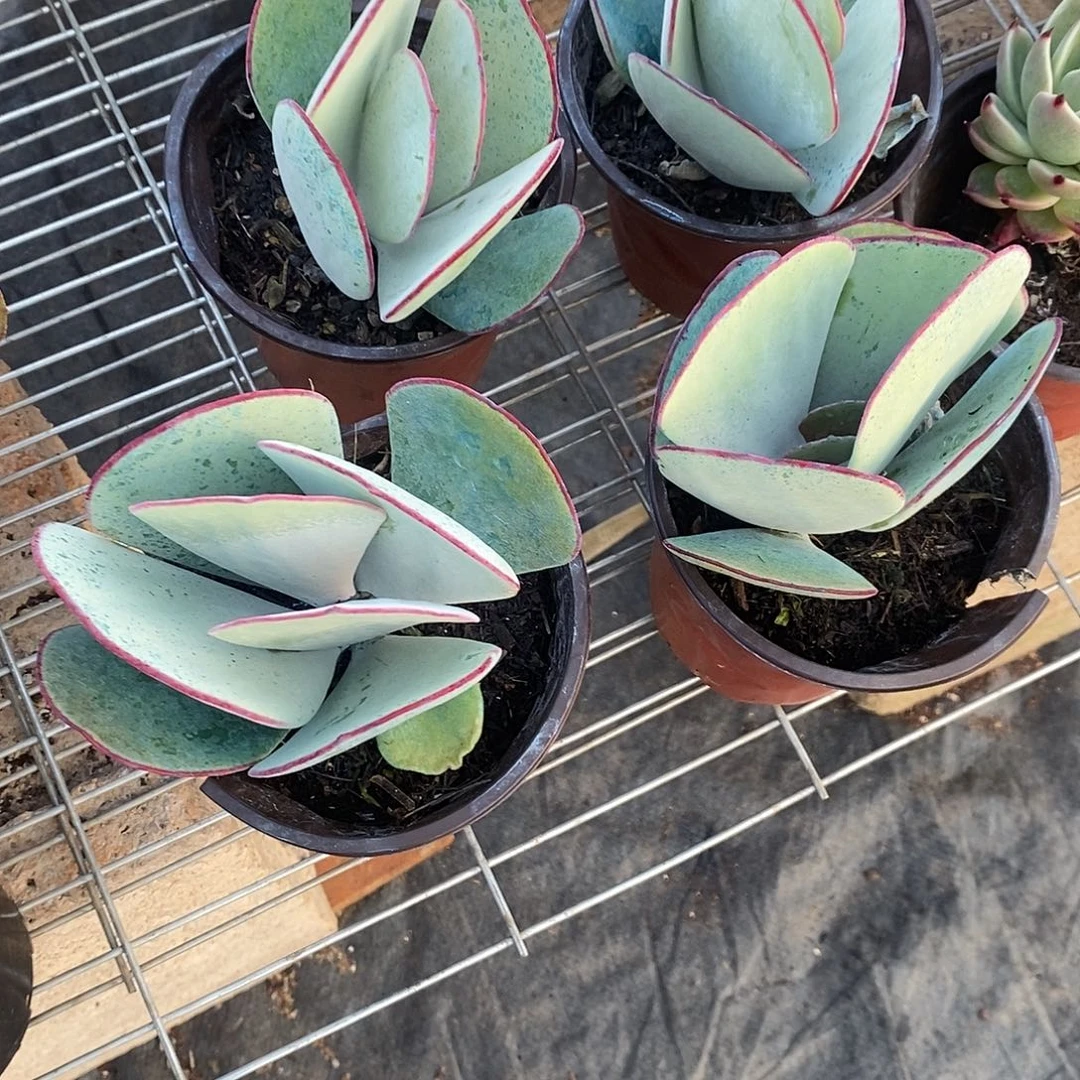 白眉1颗多肉植物