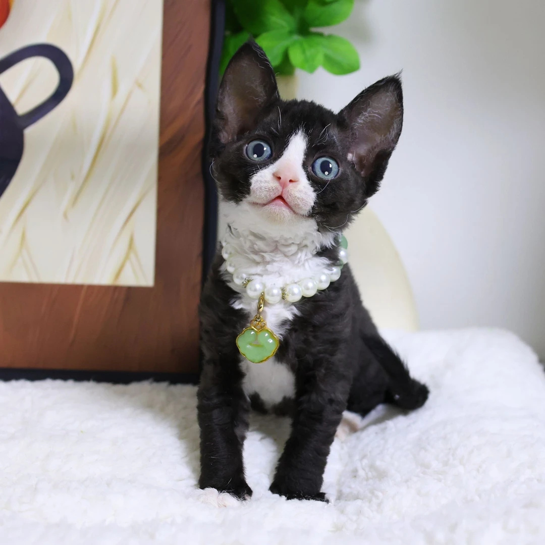 蔚蓝德文猫  黑白开脸妹妹-奶瓶