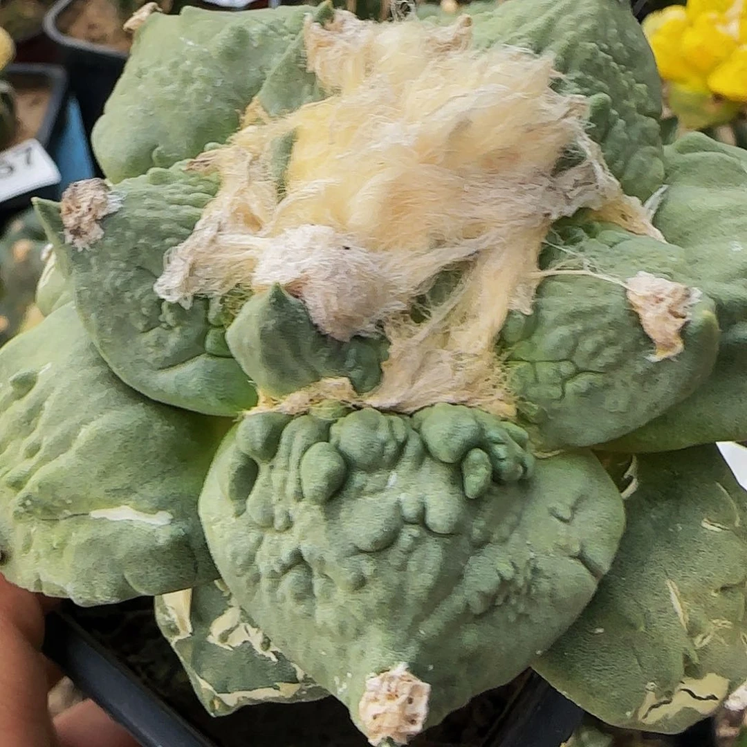 一**风怒涛730仙人球开花