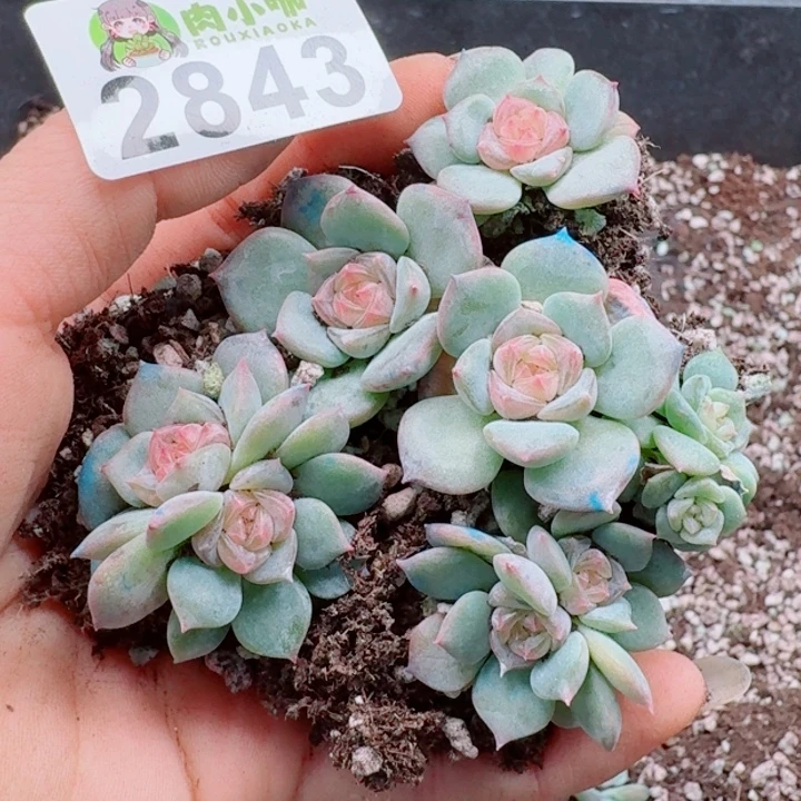 多肉植物多肉植物