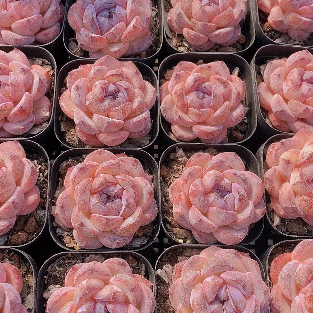 0210-小黑橙单头一颗 量拍