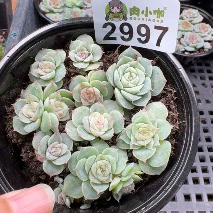 多肉植物多肉植物