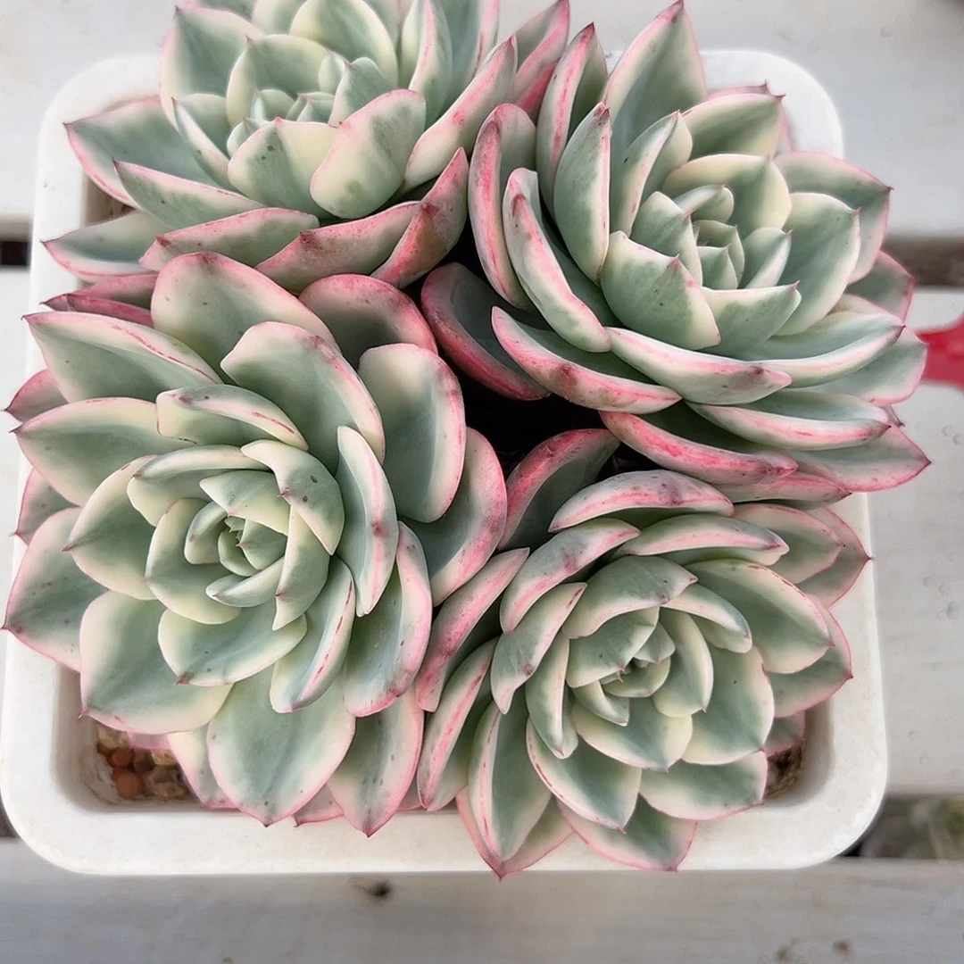 奶油黄桃锦群多肉植物