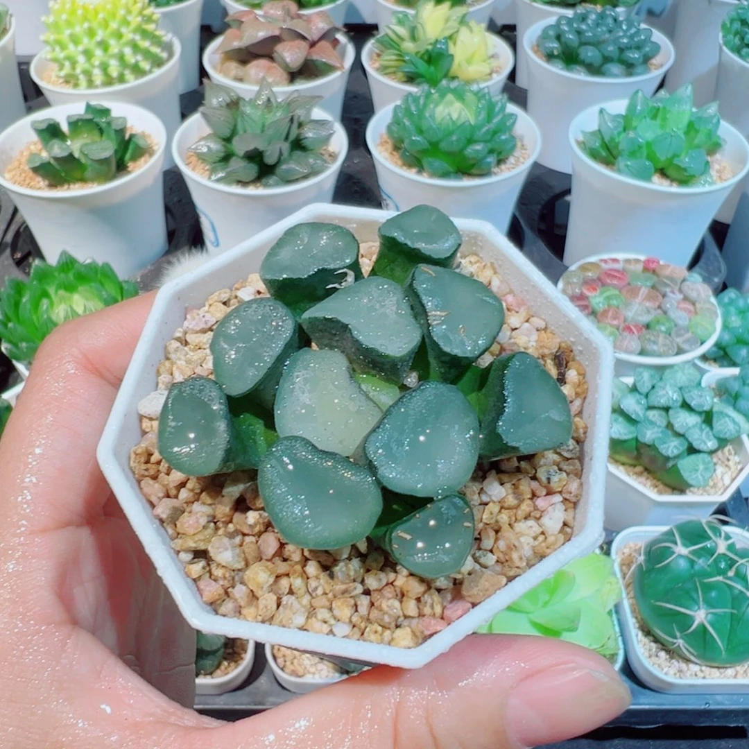 空门万象多肉88999