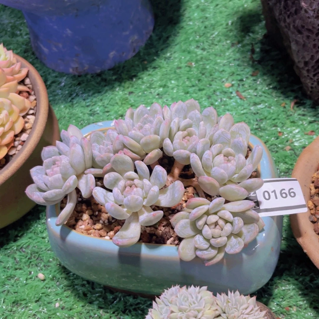 百达翡翠多肉植物0166