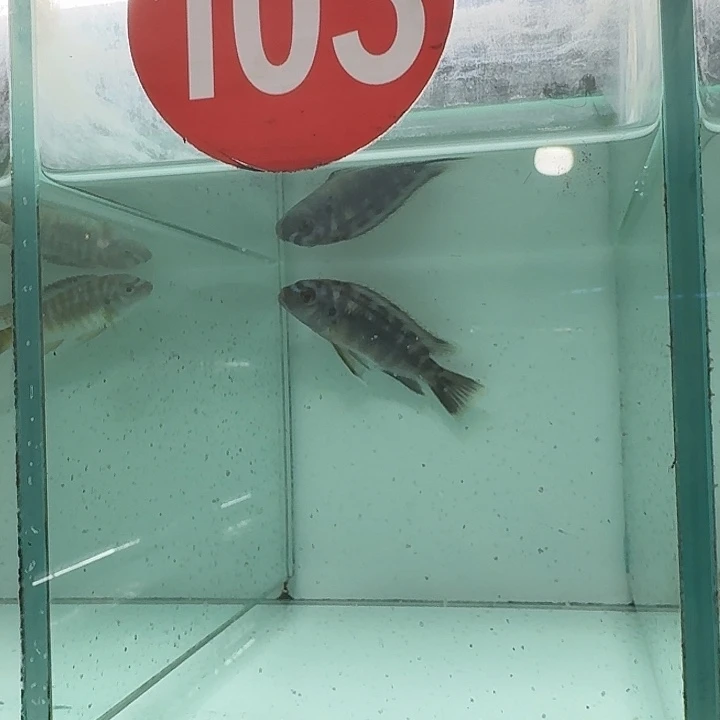 海水103号野生叉齿龙王