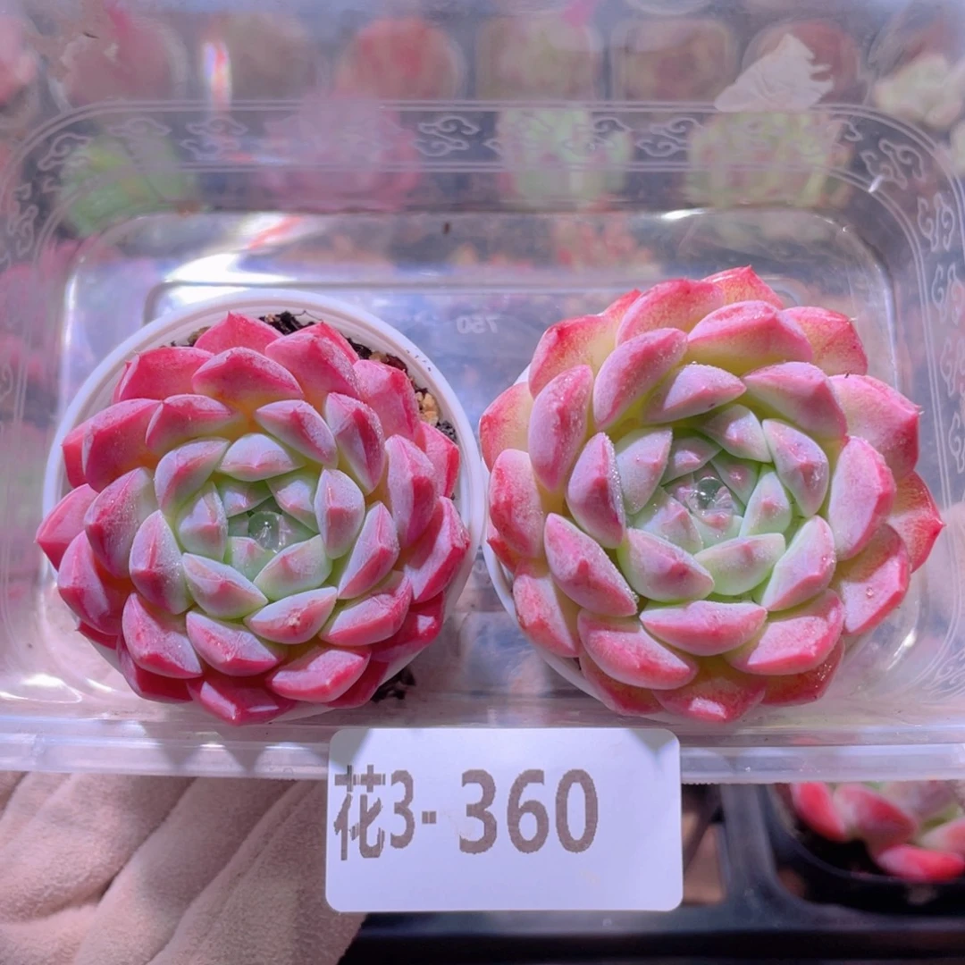 花利美3-360白桃汽水2颗
