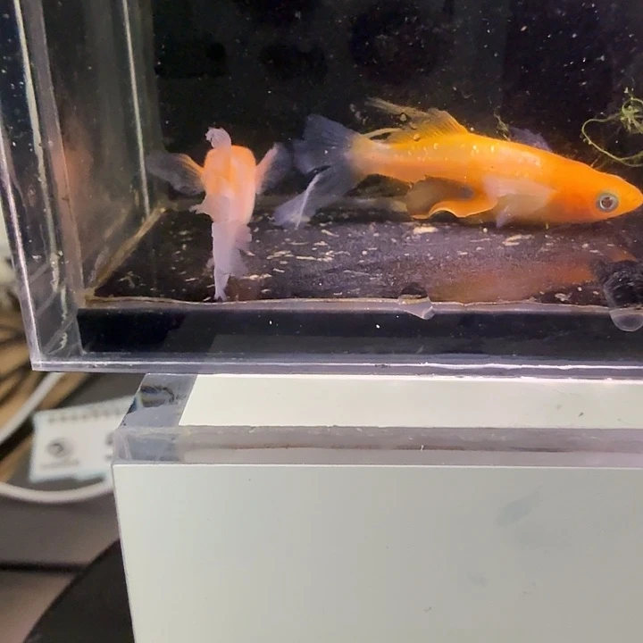 青鳉鱼一物一拍575