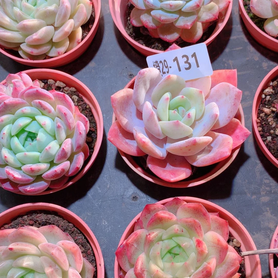 29-131一物一拍多肉带盆9颗